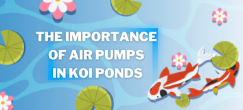 HEAD - The importance of air pumps in koi ponds